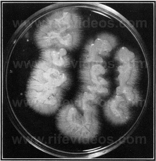 Cryptomyces Pleomorpha Fungus